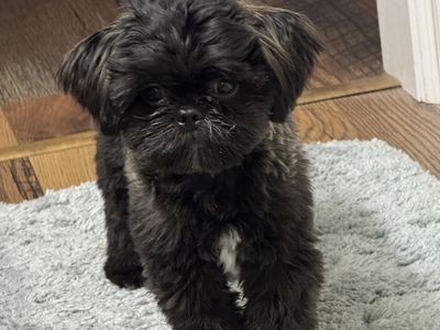 Akc Shih Tzu Shitzu Shihtzu
