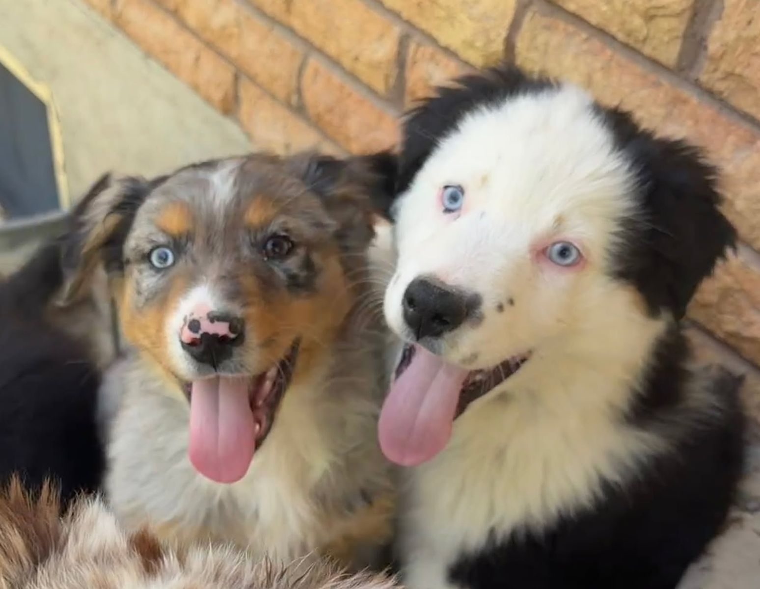 AKC Australian Shepherd / Border Collie Puppies