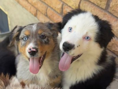 AKC Australian Shepherd / Border Collie Puppies