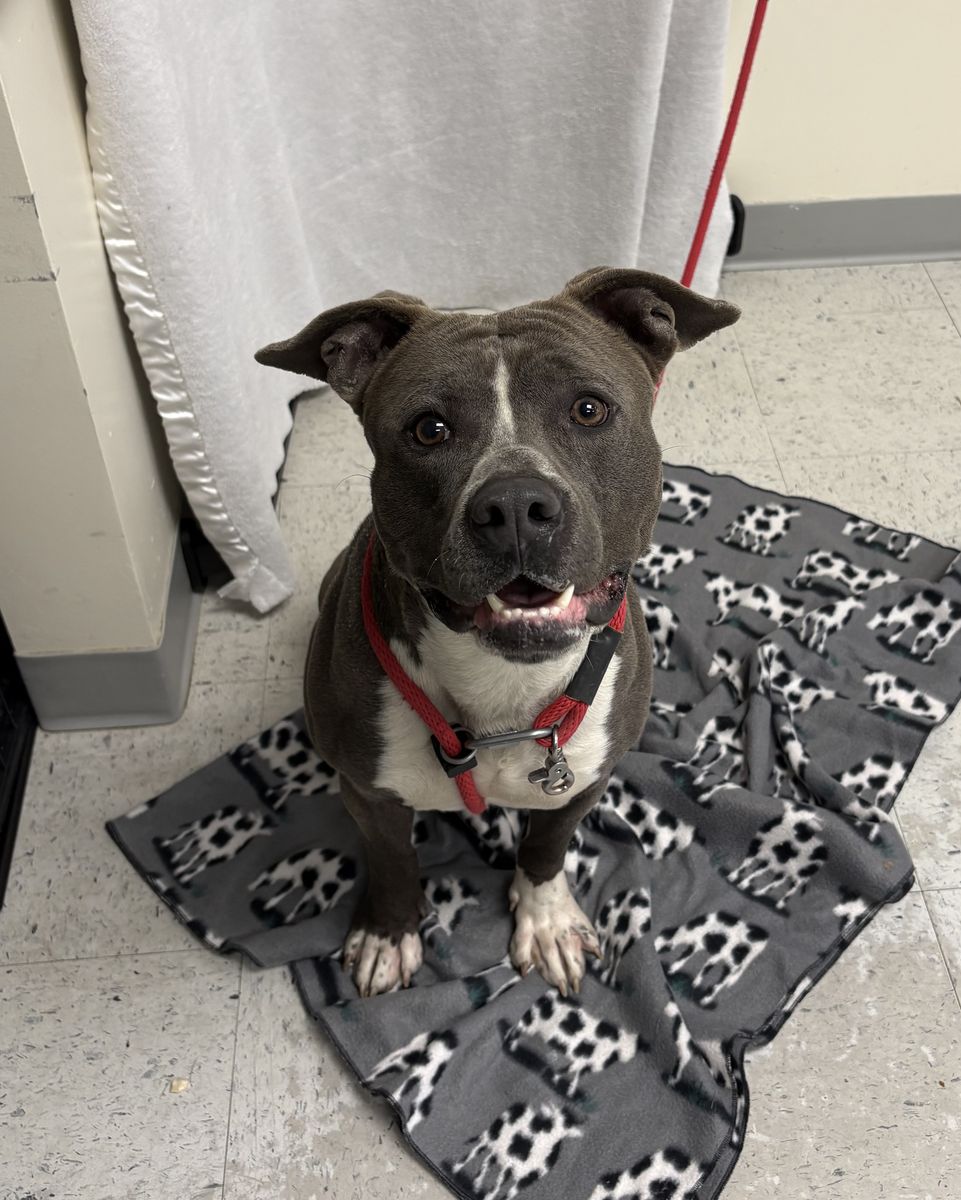 A160288 Moshi is Available for Adoption!