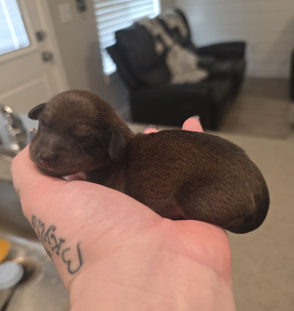 BOY MINI DACHSHUND