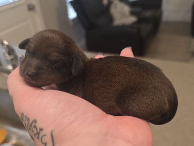 BOY MINI DACHSHUND