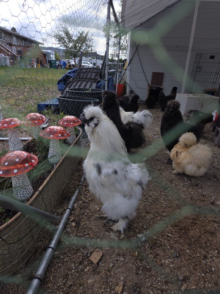 Silkie Roosters paint, show girl, black and partridge
