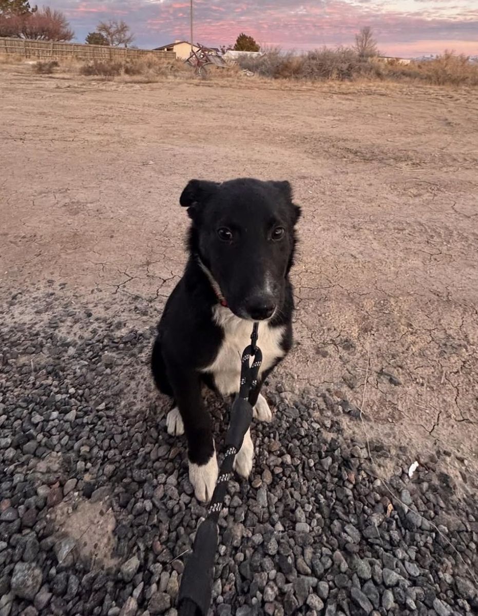 Black and White Border Collie mix- Very Playful and Good with Kids