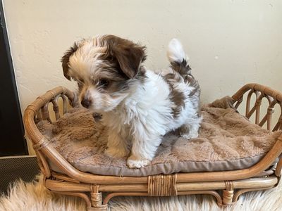 Tiny, Adorable Yorkie Puppies — Home‑Raised + Premium Starter Kit Included