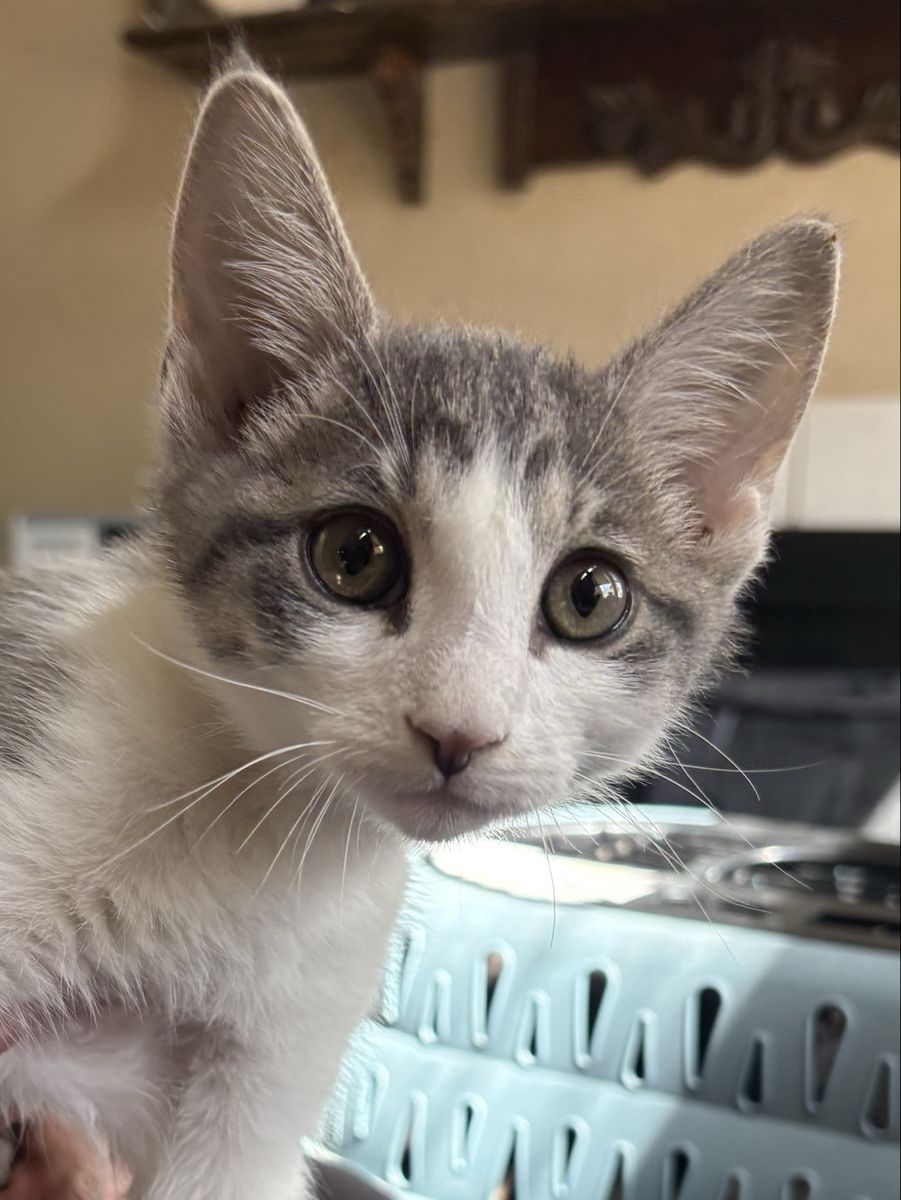Sweetest Gray & White Tabby Male Kitten