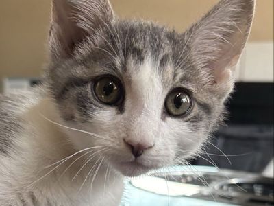 Sweetest Gray & White Tabby Male Kitten