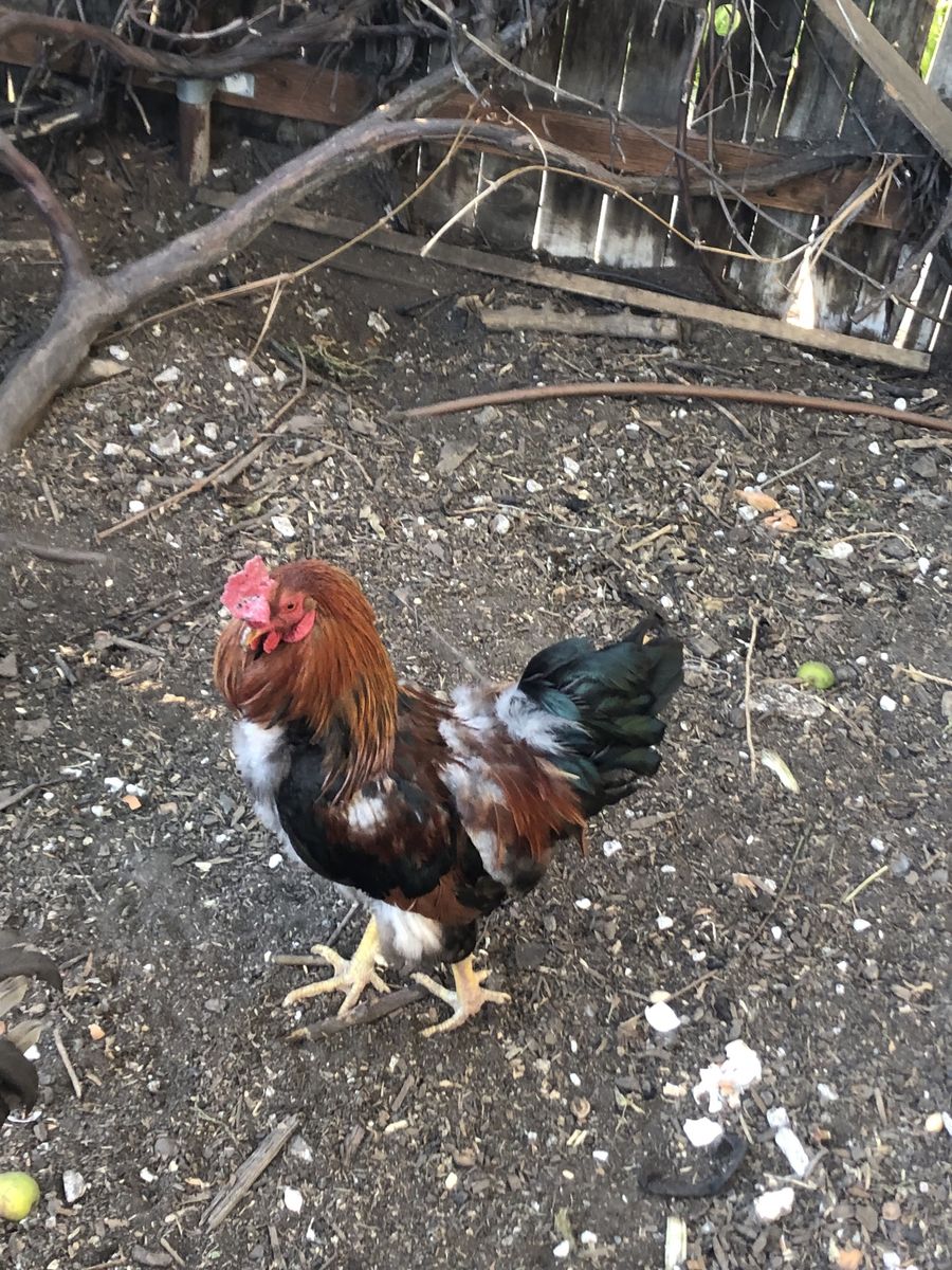 Roosters