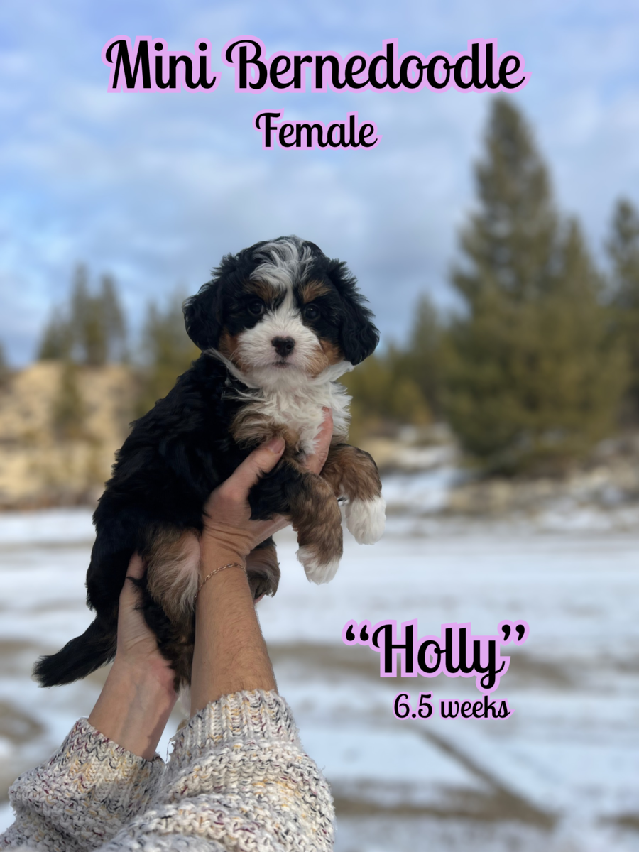 *mini-bernedoodles*