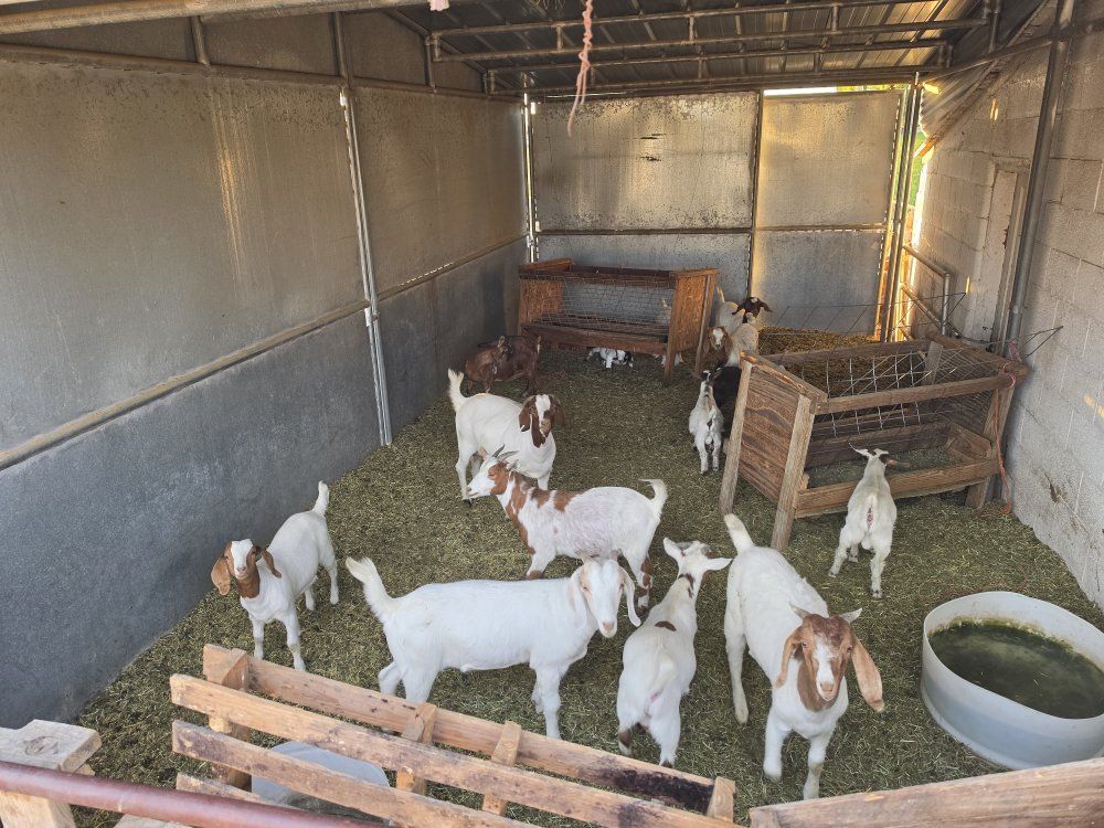 goats
