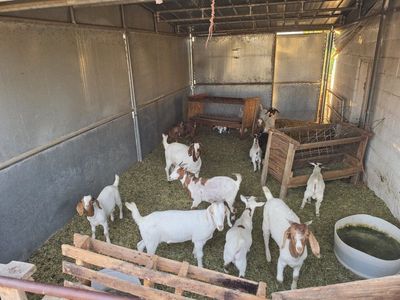 goats
