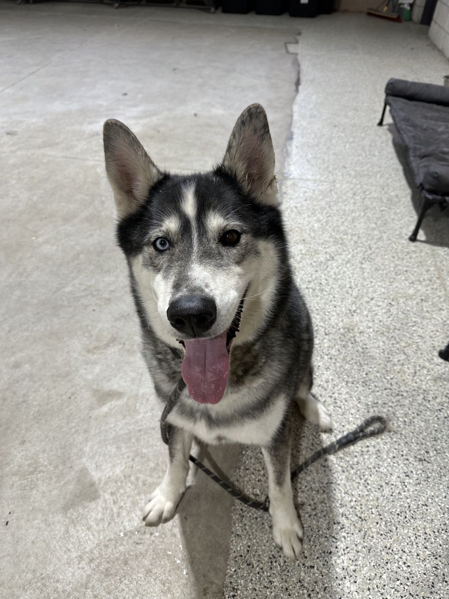 Meet Atlas