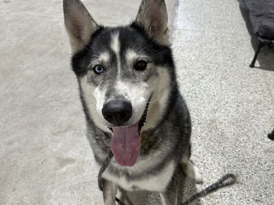 Meet Atlas