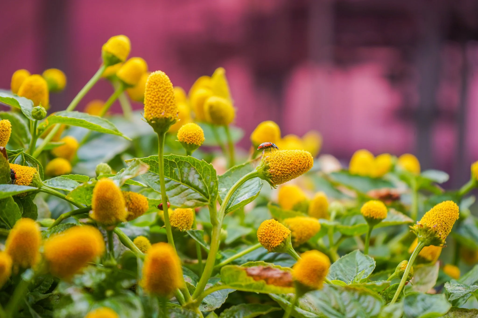 Buzz Button Plant Seeds - Tingly Edible Herb