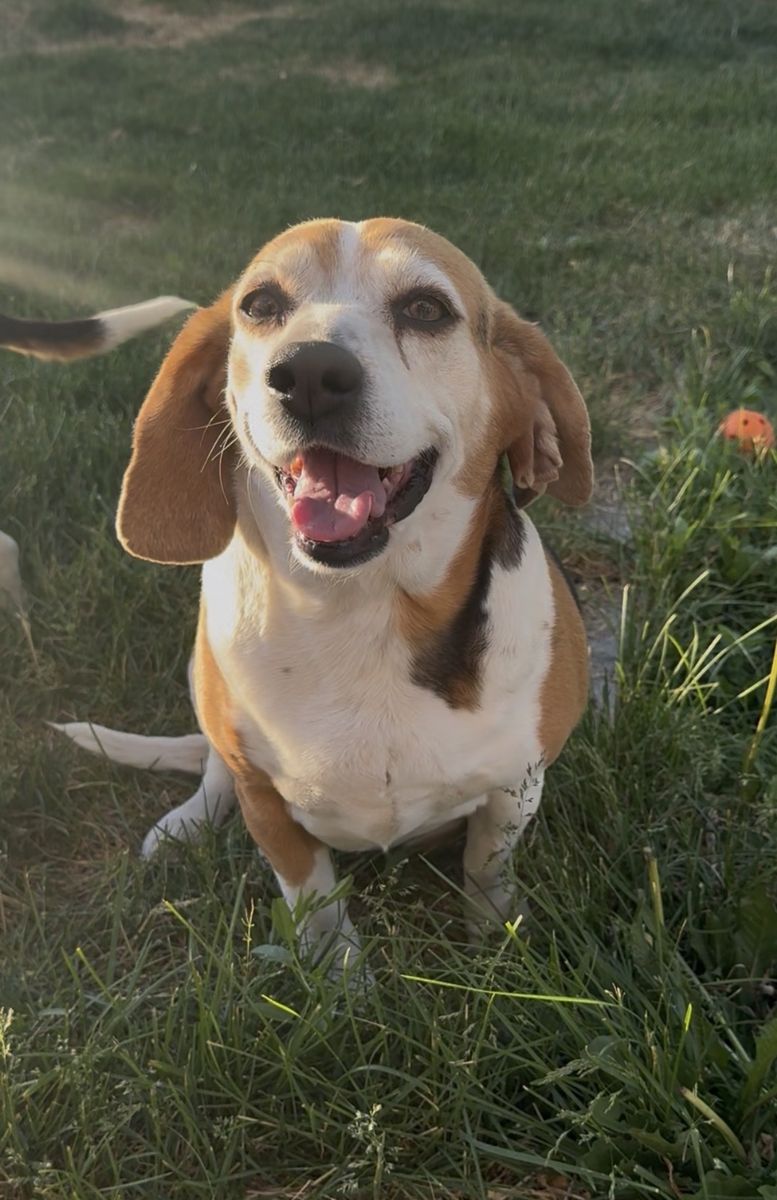 Two Beagle Dogs Ready for Adoption - Loving Companions