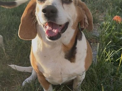 Two Beagle Dogs Ready for Adoption - Loving Companions