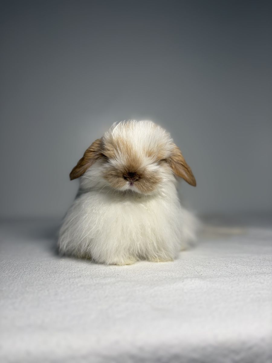 Holland Lop Buck