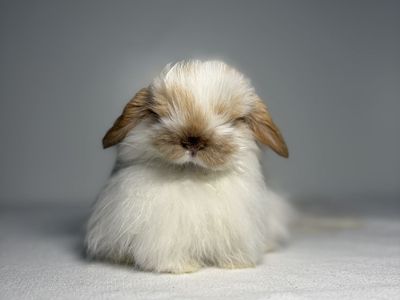 Holland Lop Buck