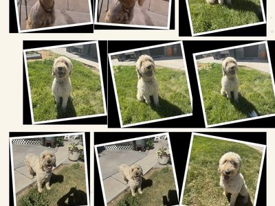 Mini golden doodle miniature hypoallergenic trained poodle companion animal medium cream goldendoodle