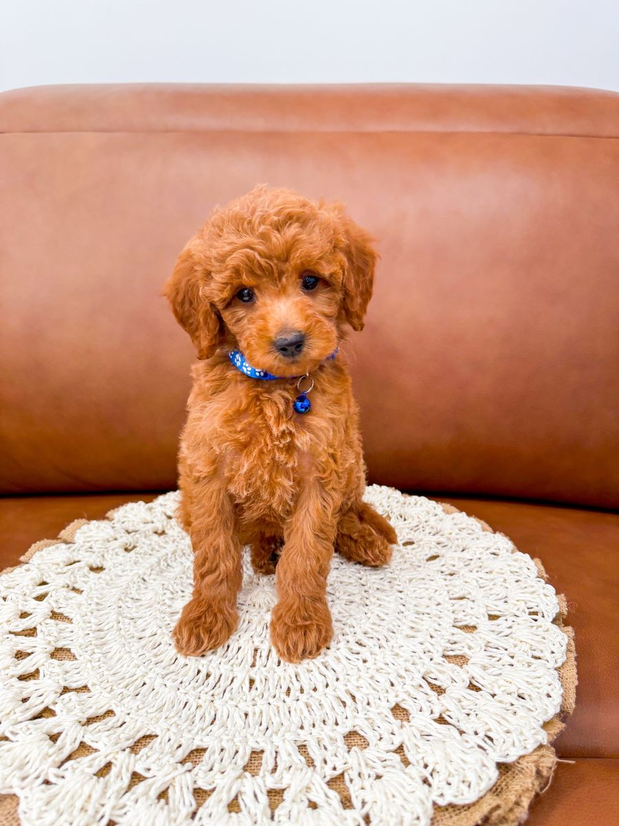 10-15lb Adorable Micro Mini Goldendoodle Boy Golden Doodle Ready Now