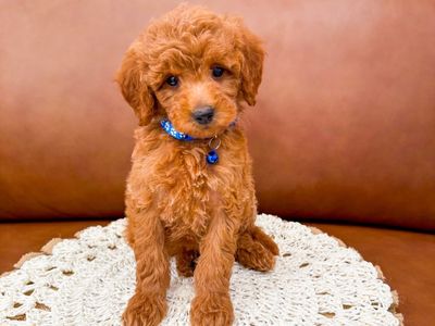 10-15lb Adorable Micro Mini Goldendoodle Boy Golden Doodle Ready Now