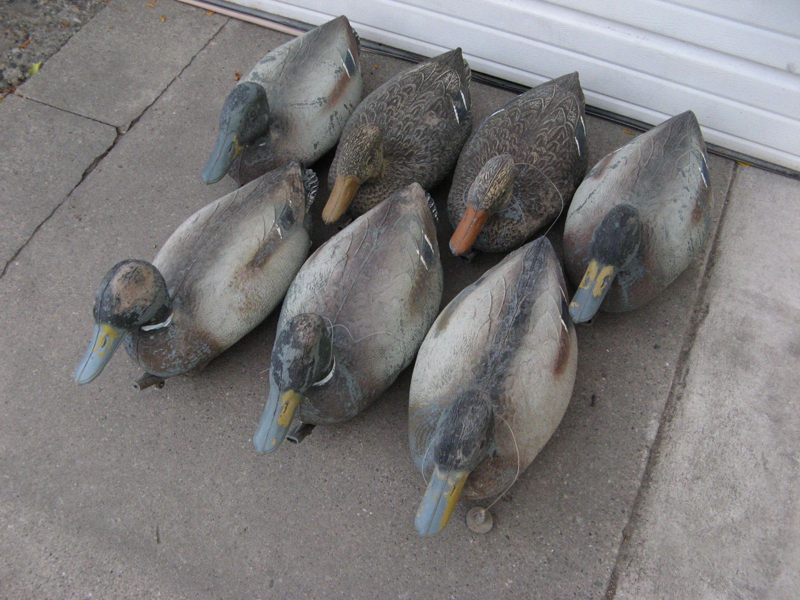 7 well used Mallard Duck decoys, with weights. These were Made in Italy.