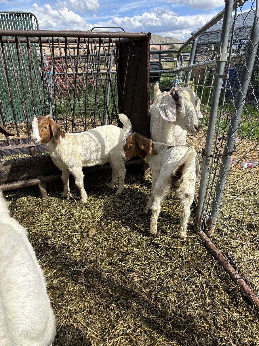 Boar Goats