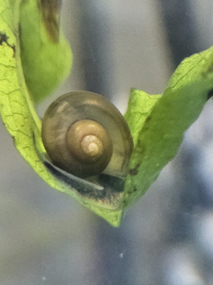 Snails