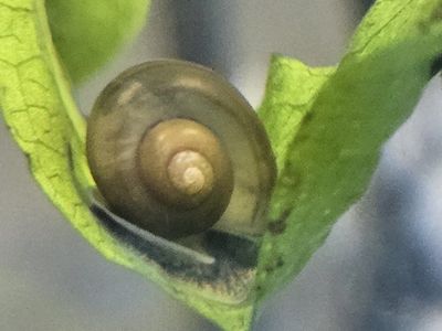 Snails