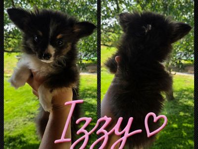 Toy Aussies