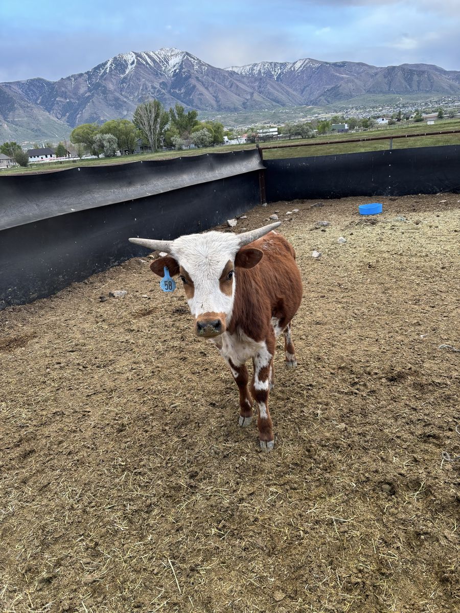 Fresh roping cattle