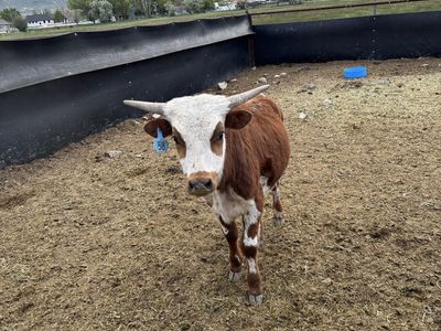 Fresh roping cattle