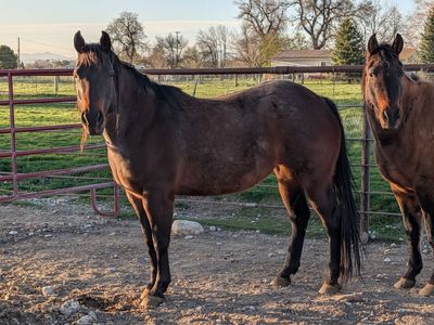 AQHA registered 9 yr old Mare