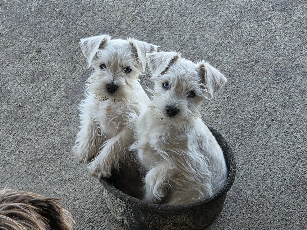 purebred blue eyed miniature Schnauzers