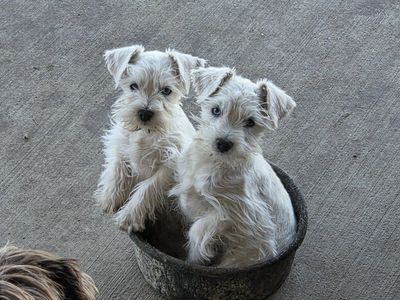 purebred blue eyed miniature Schnauzers