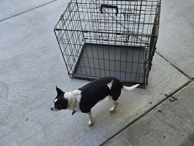 Kennel
