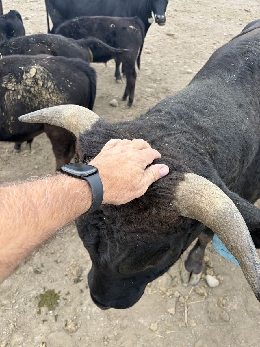 Cow herd