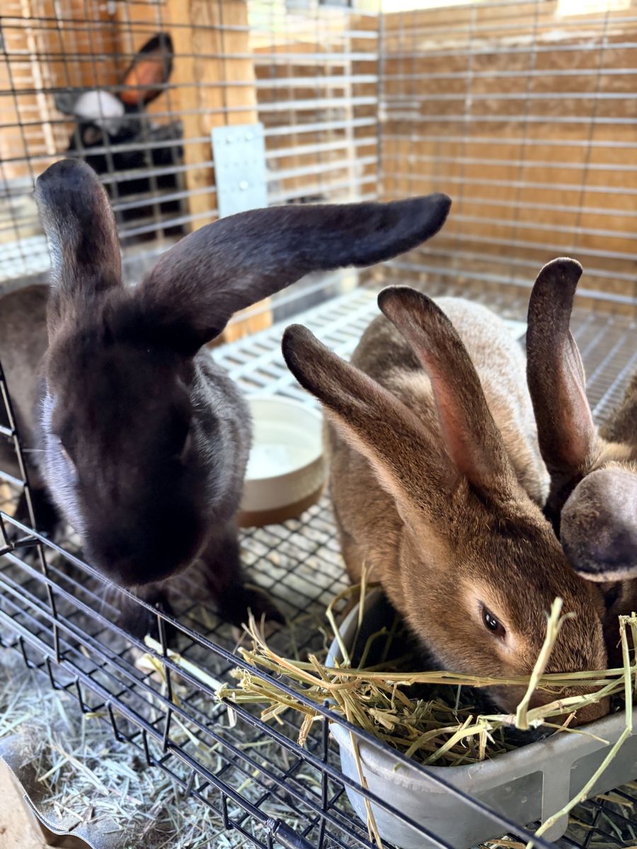 Flemish Giants- Two Does