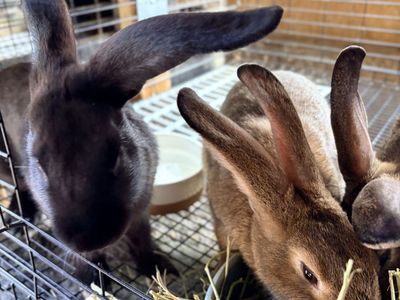 Flemish Giants- Two Does