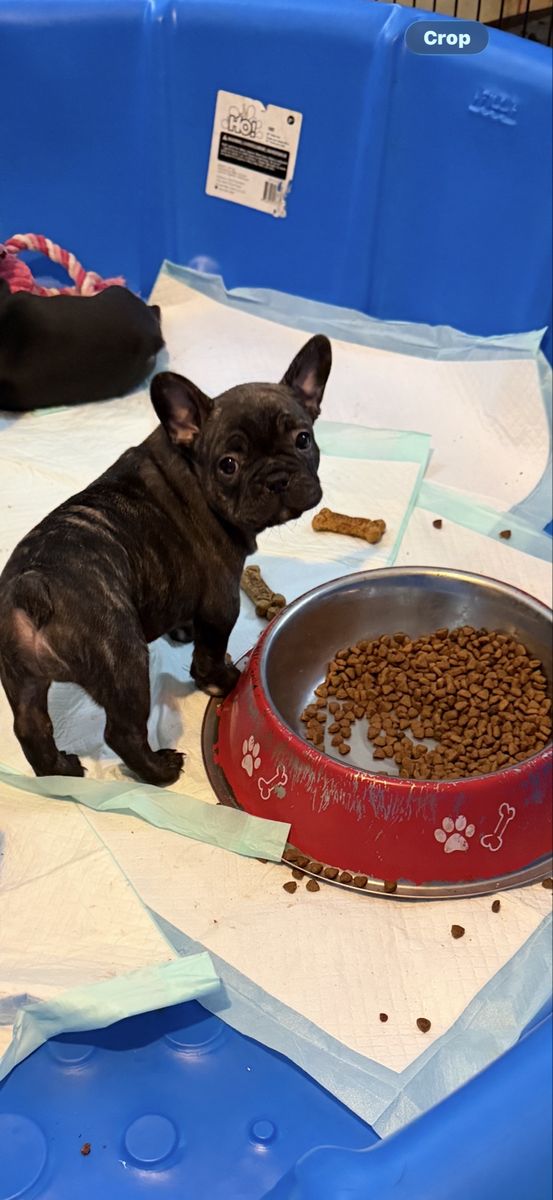 French Bulldogs