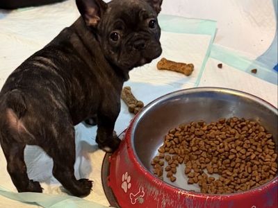 French Bulldogs