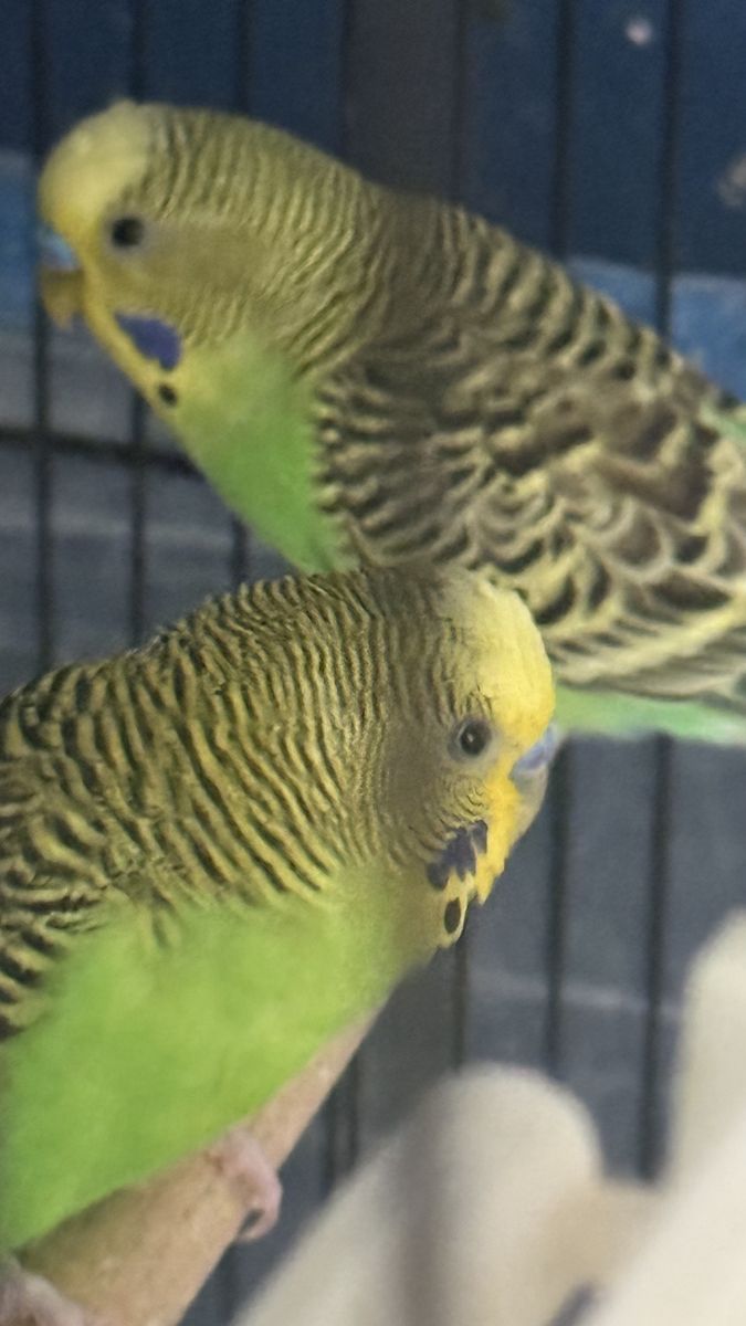 Parakeet