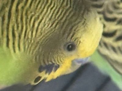 Parakeet