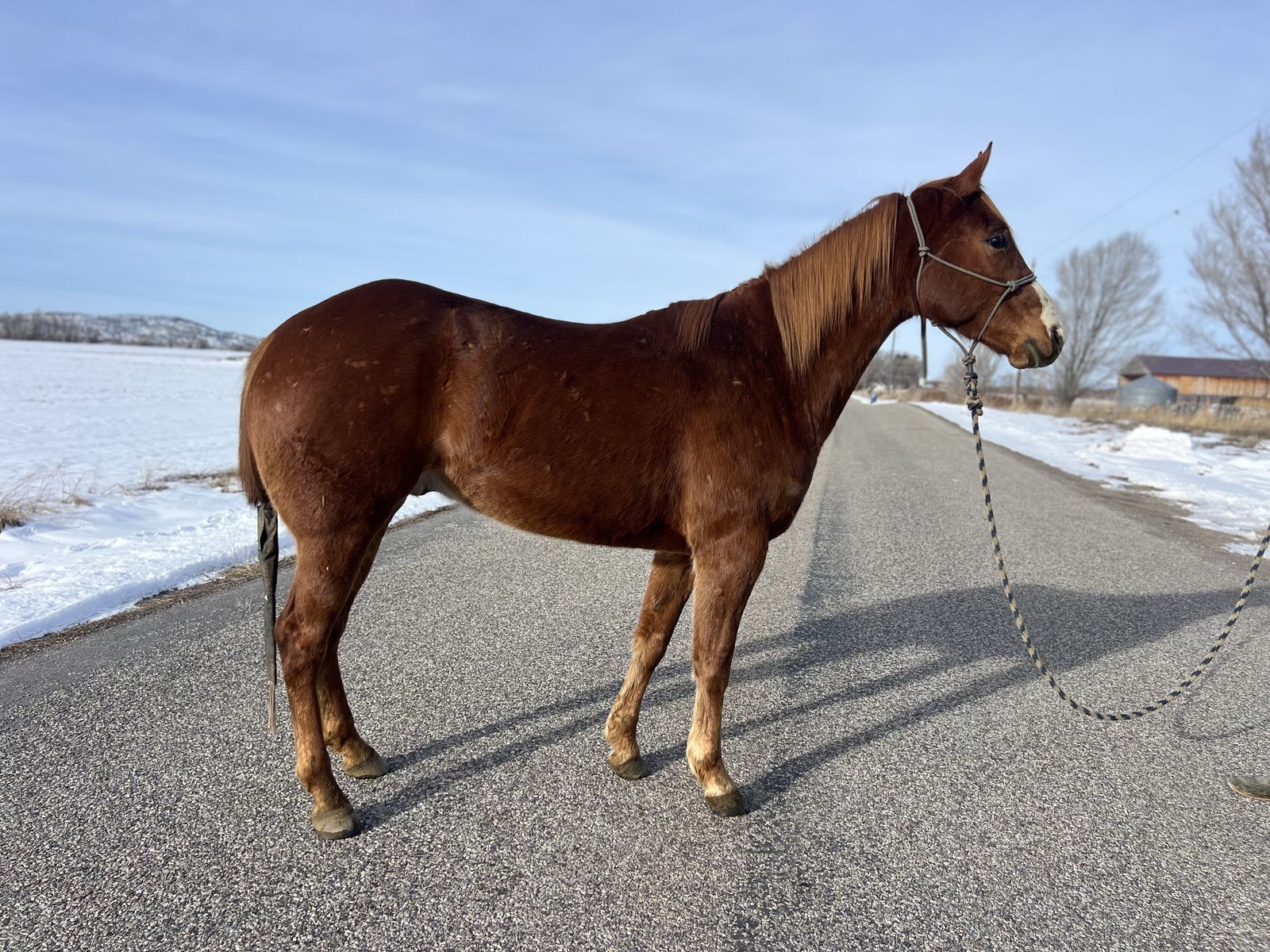 AQHA 16hh Gelding