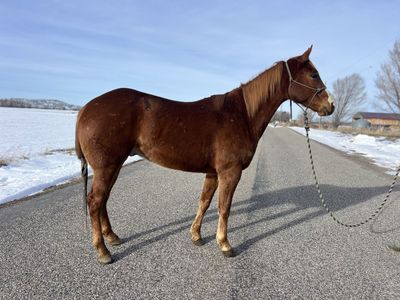 AQHA 16hh Gelding