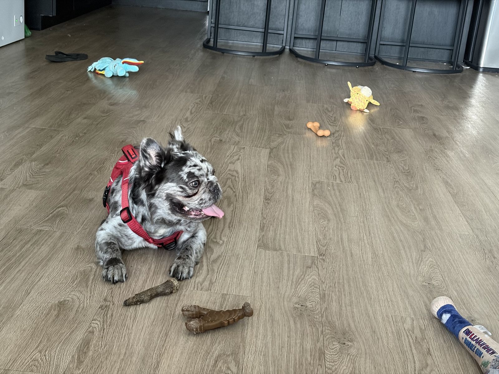 Fluffy Merle French bulldog
