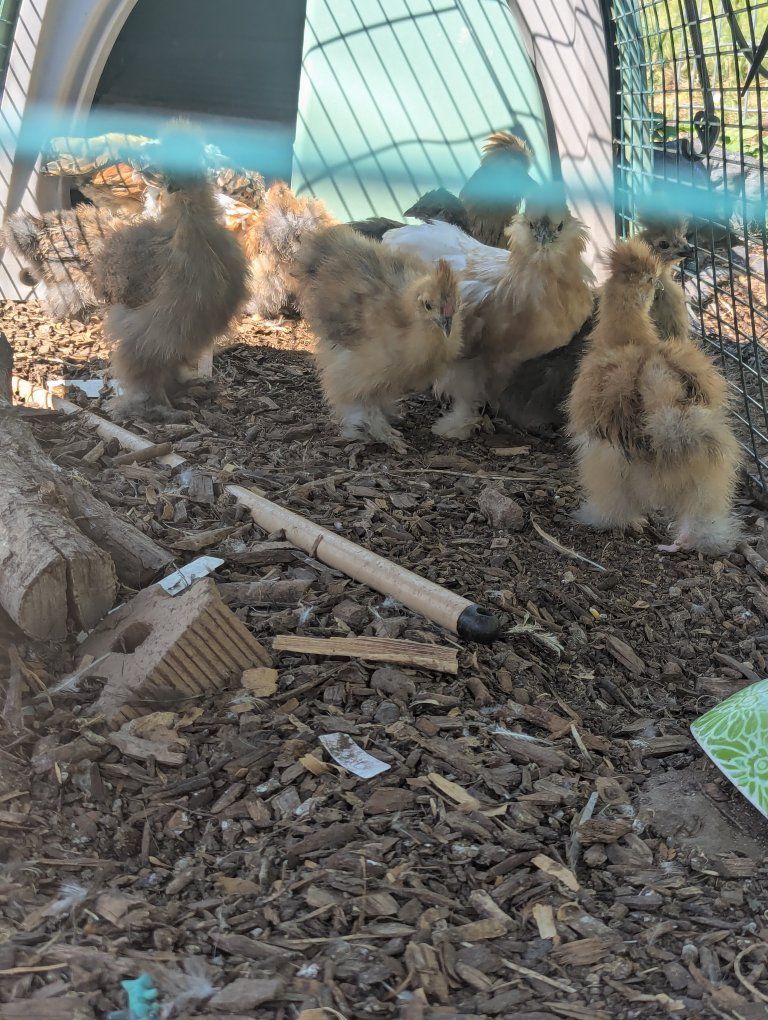 Silkies outside rdy chicken, hen, chick