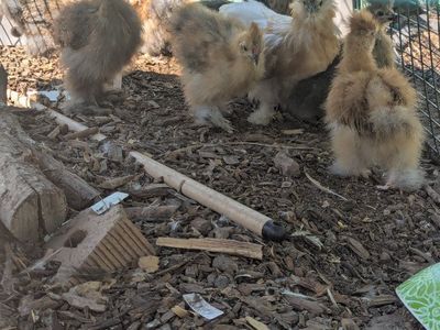 Silkies outside rdy chicken, hen, chick