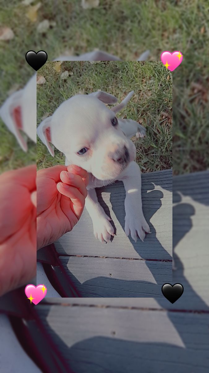 puppies