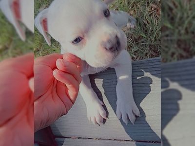 puppies
